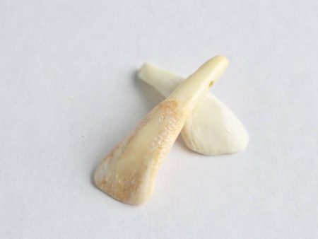 Buffalo Tooth Bead (1-pk) For Discount