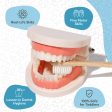 Montessori Brushing Teeth For Discount